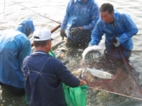 傳統烏魚子 雲林 口湖 烏魚子 製作烏魚子 烏魚子禮盒 捕獲烏魚 曬烏魚子